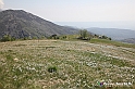 VBS_2604 - Fioritura Narcisi Castelnuovo Nigra 2022 e campi di papaveri rossi
